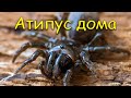 Паук Atypus muralis. Опыт содержания дома