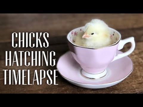 BABY CHICK HATCHING TIME LAPSE - Chicks Hatch Timelapse