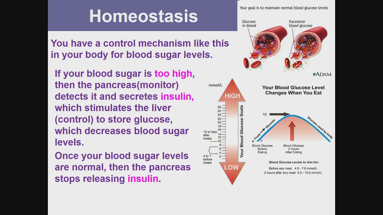 Homeostasis Introduction Introduction to homeostasis - YouTube