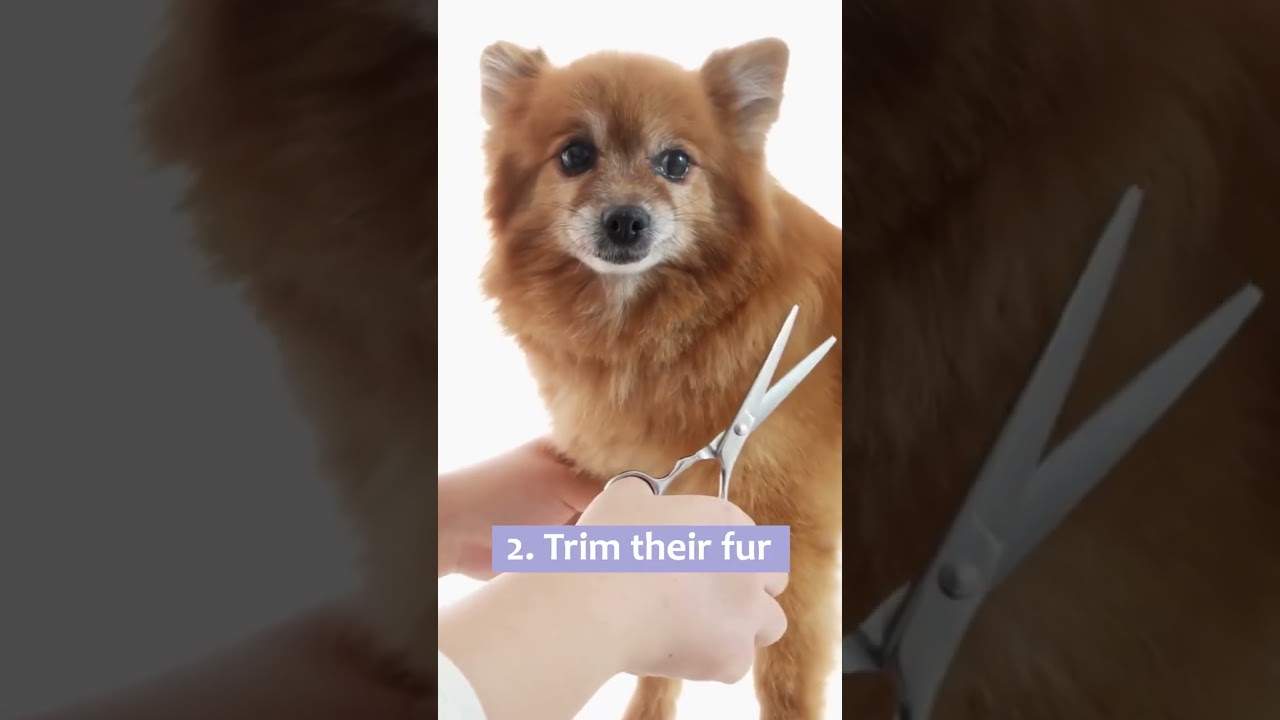 Summer Safety Tips for Dogs 🌞 | Keep Your Dog Cool & Healthy | Furry Fits