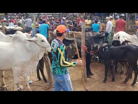 TODAY, 07/16/26, BIG CATTLE FAIR IN TABIRA. Come Check It Out,