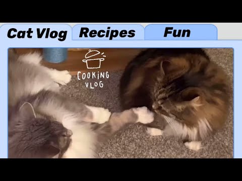 Cat Vlog: Creamy Brussels Sprouts Casserole and UFO returns to battle Molly #cat #catvlog