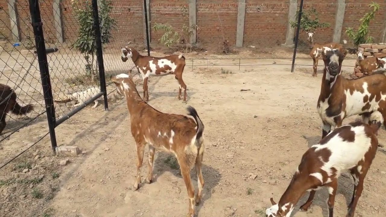 Beautiful breed of Pakistan, barbari goat, 3d barbari goat | Barbari goat farm | Goat breeding farm