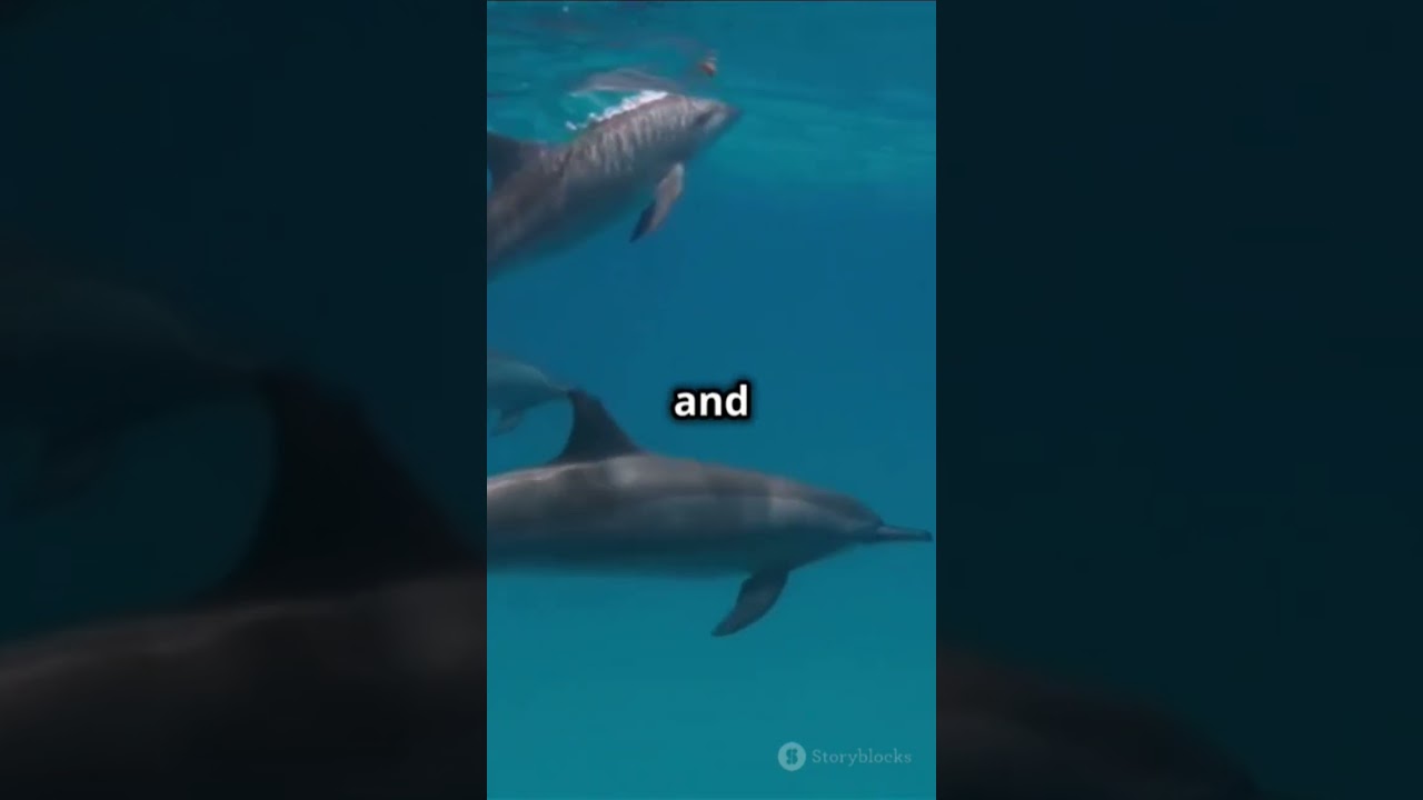 "Ever wondered how dolphins communicate? 🐬 