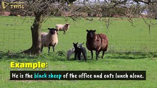 Black Sheep - English Idioms and Phrases