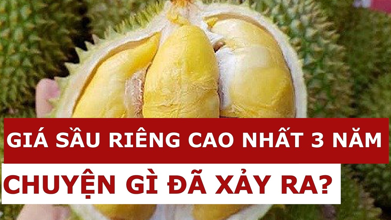 Sốc: Giá sầu riêng lên cao nhất 3 năm qua