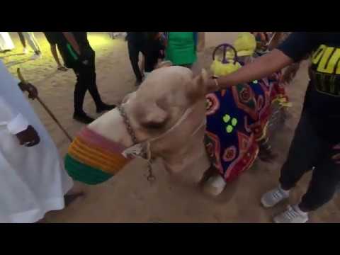 Camel Riding | Dubai Desert Safari tour | ABC Majilis camp | ABC Tours 2020 (Part 3).