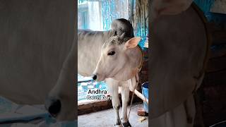 Bacchi Gorur Shorts Video Andhra Guru #shortsviral #andhra #2026 #2026 #cow