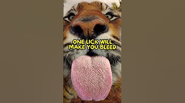 Why Tigers Have Spiky Tongues💀