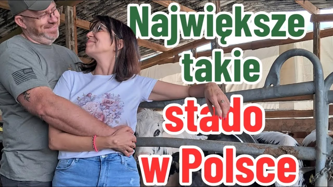 To największe takie stado w Polsce. Dla białogrzbietych zrezygnowali z limousine