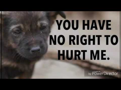 13 sad dog pictures