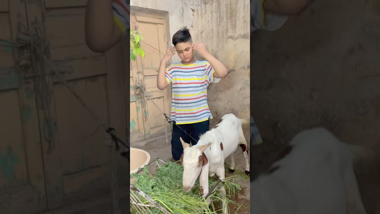 🐐😂🌿
