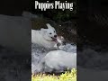 Puppies Playing in Snow