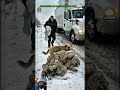 Faithful Dog and a Hero Driver 🚛🐕#aianddogs #funny #Oyo #pets #animals #cute #dog #fyp #anime #viral