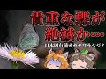オガサワラシジミが絶滅か…日本固有種の蝶はどうして消えた？@henchrou