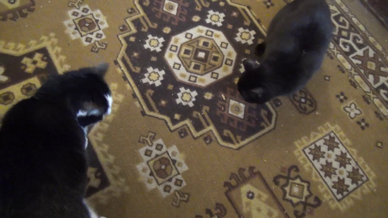 КОШКИ ЕДА - YouTube