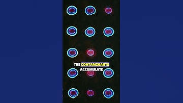 What is Bioaccumulation?