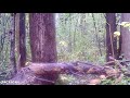bow kill from ground