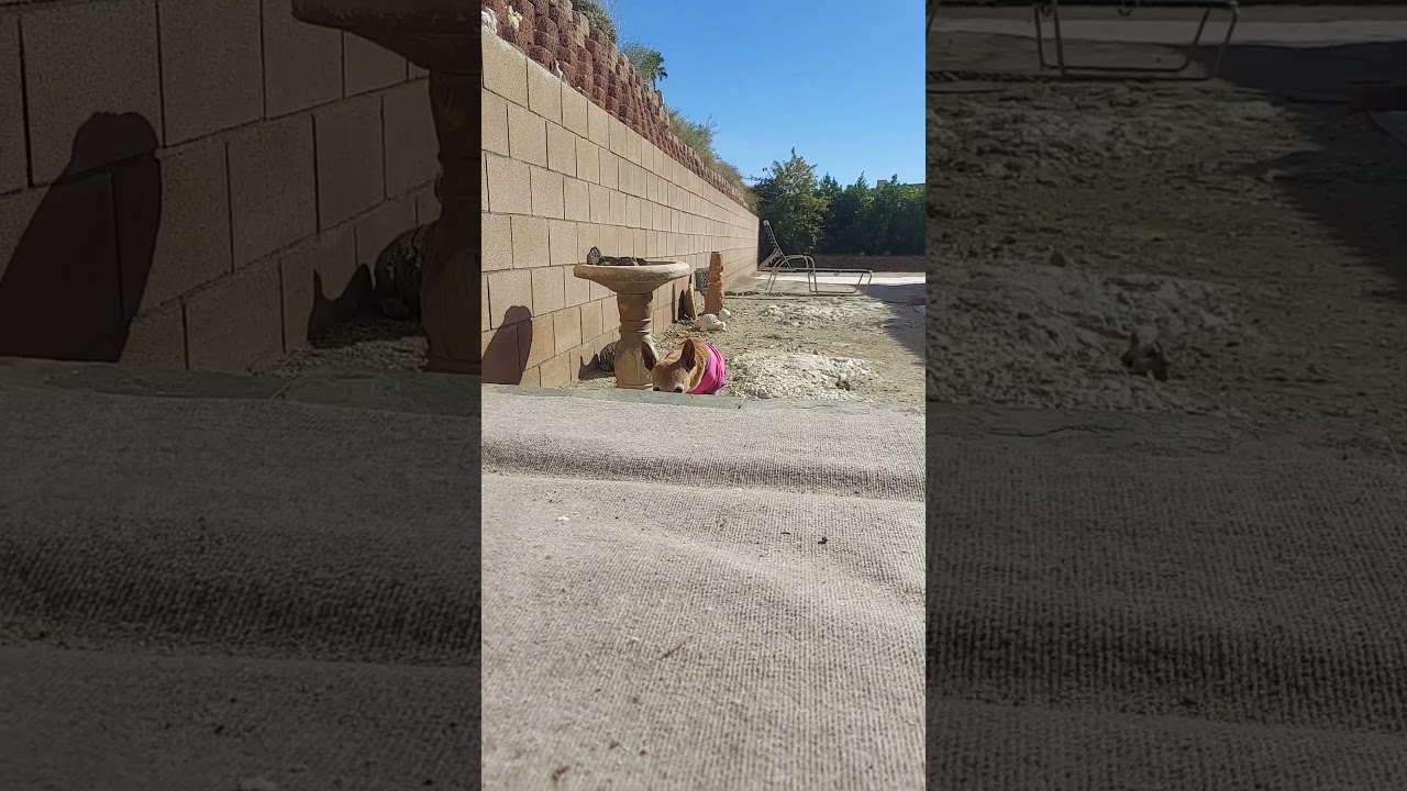 Buck naked doing doward dog