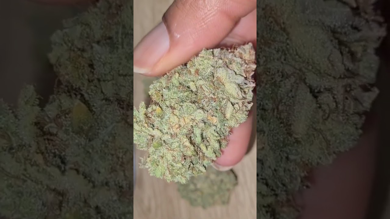 autoflower critical orange punch 👊