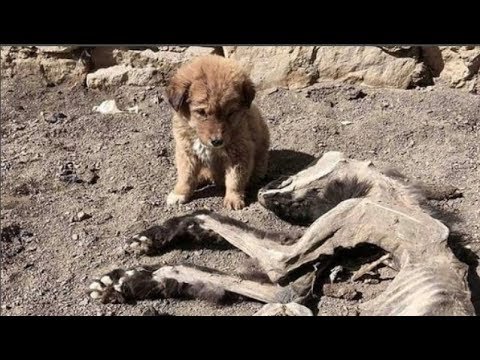 Video: Đừng Giết Những Con Chó Lăn Cũ