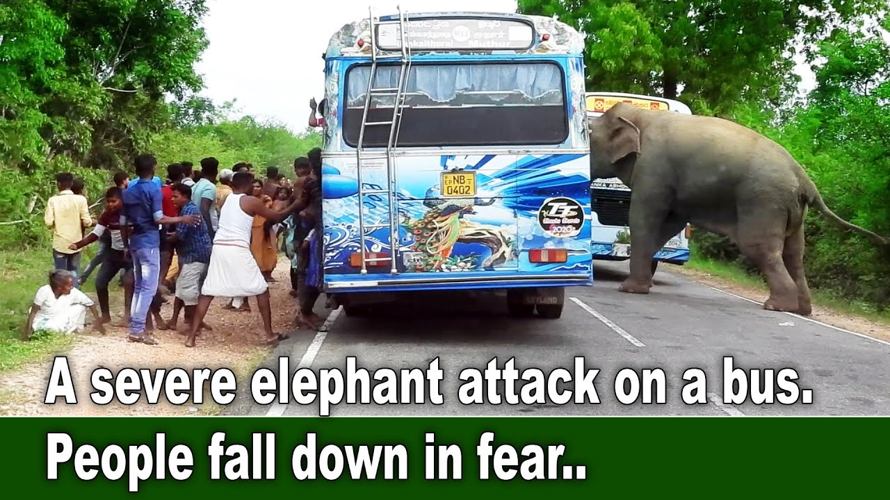 A severe elephant attack on a bus People fall down in fear 