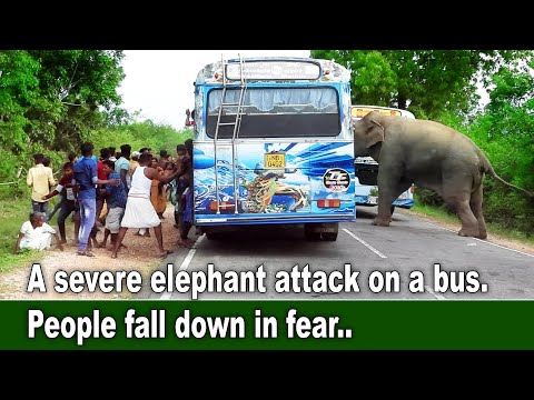 Video: Kam na Safari na Šrilanki