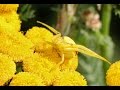 On the Hunt: Flower Crab Spider