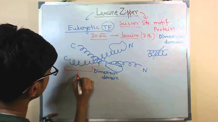 Leucine zipper: Cấu trúc, vai trò, và ứng dụng trong nghiên cứu