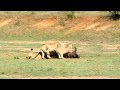 Lion kill in Kruger