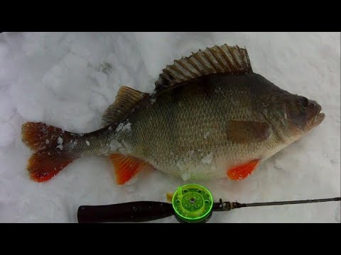 ДВА СПОСОБА КАК ПОЙМАТЬ КРУПНОГО ОКУНЯ ЗИМОЙ! Способы проверенные временем.