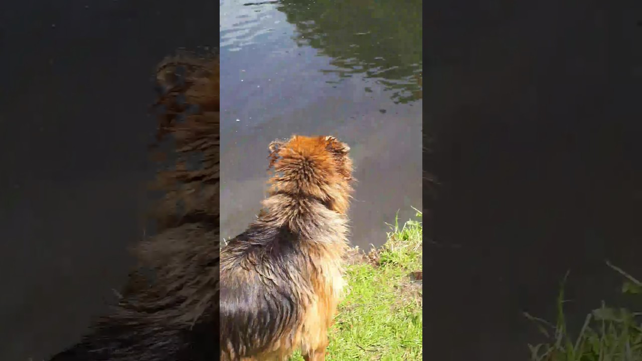 camera iphone 8 plus apk 7 juli 2017