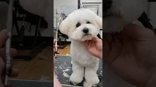 PUPPIES FIRST HAIRCUT #dog #makeover #doggroomingvideos #teddydog #puppy