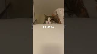 Lonely funny cat