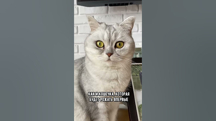 Сколько котят может родить кошка за один раз #кот #коты #shorts