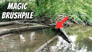 How Many Fish Can There Be In This Loaded Brushpile? (Multi-Species Creek Fishing With Worms)