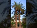 نغمة عتابه حزينه مضايف اهلنا الاصليه انتاج ابن الغربيه 