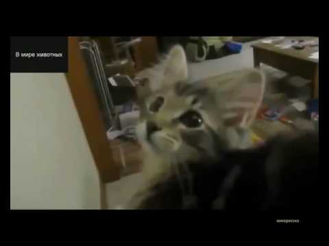 Видео: Подборка с котами