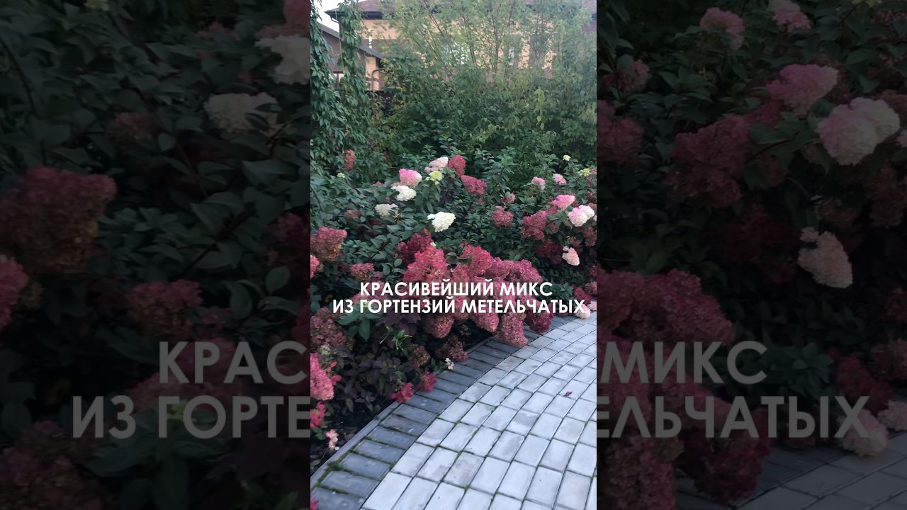 КРАСИВЕЙШИЙ МИКС ИЗ ГОРТЕНЗИЙ МЕТЕЛЬЧАТЫХ