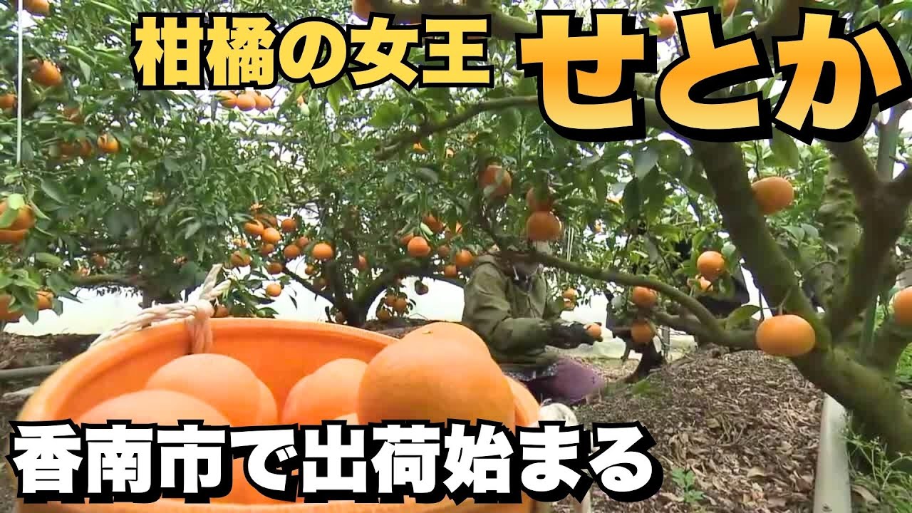 なな　　　せとか せとか | みかん大事典 | みかんのことなら「のま果樹園」 [ Produced