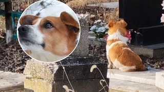 This dog stayed at his owner's grave for months with broken heart