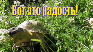 ЧЕРЕПАХА НА ПРОГУЛКЕ/ ФИЛЯ ОЧЕНЬ ДОВОЛЕН