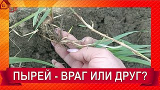 ПЫРЕЙ  сорняк от ста недугов! Что им лечить и Как с бороться с пыреем на участке?/ Wheatgrass