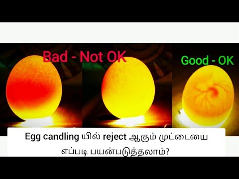 Egg candling யில் reject ஆகும் முட்டையை நீங்க என்ன செய்றீங்க? | #EggCandling #Incubator #Candling