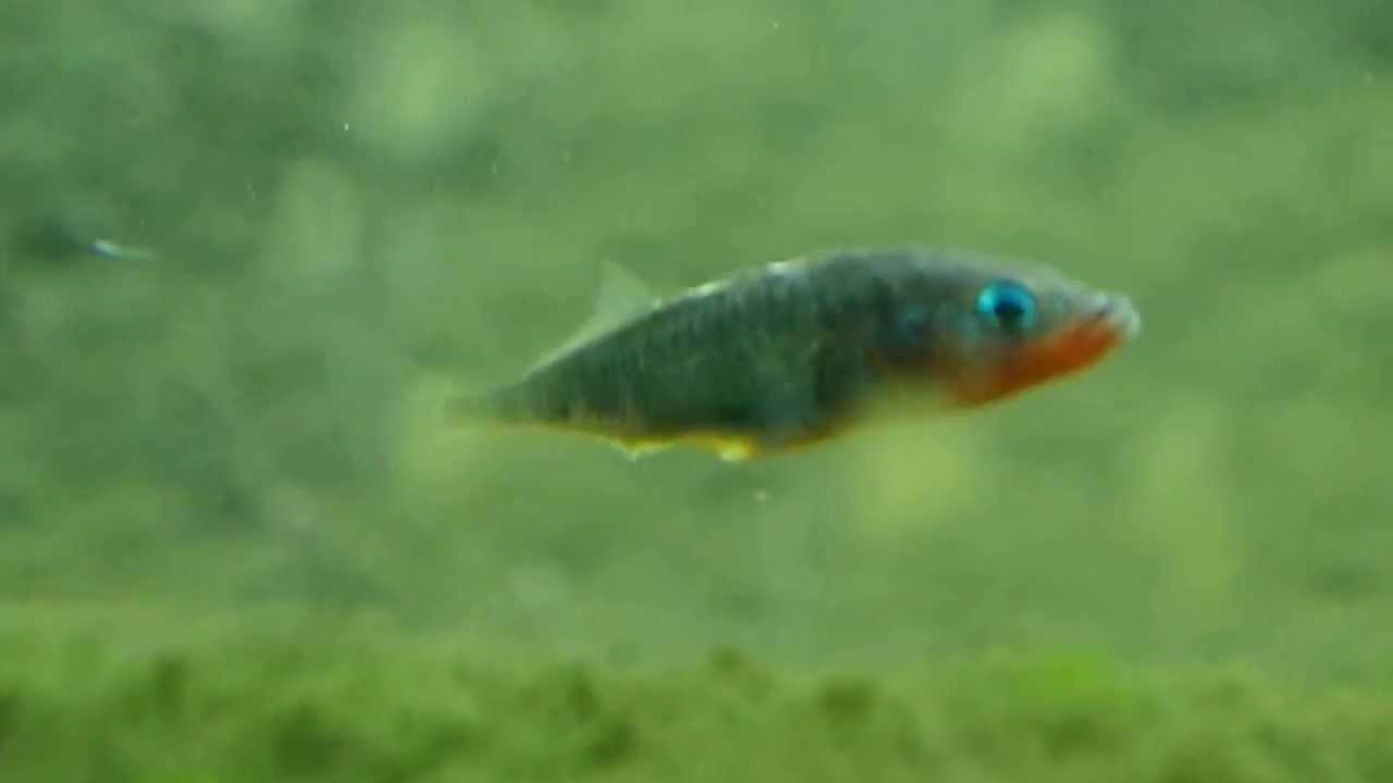 １１月０４日の誕生魚 イトヨ 海洋の天一国 海洋摂理