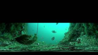 360度カメラ　水中動画　　和歌山　釣太郎