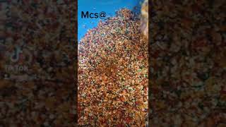 Zarzavat 🥕🫑🌶🥦🤭🤭