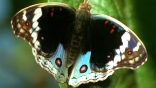 Facts About Butterflies   Secret Nature | Butterfly Documentary | Natural History Channel