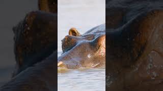 Hippo Pool Sounds | Ishasha Uganda #shorts  #wildlife #naturesound