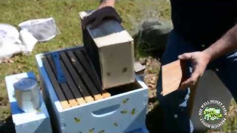 Bee Well Honey: How to Install Package Bees